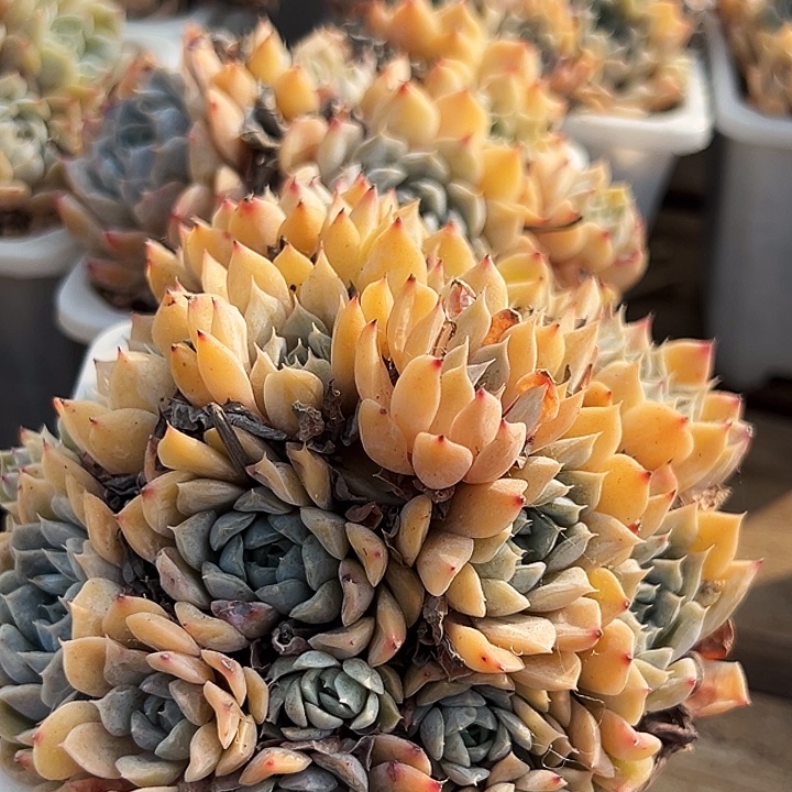 团021     玛丽贝尔  