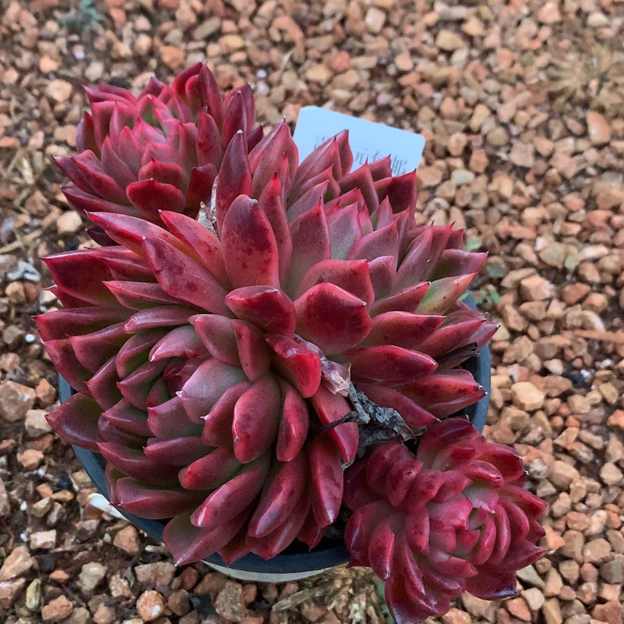 【闪购商品】云891号