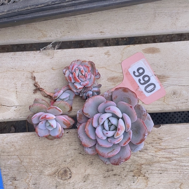 990号韩版奶茶3颗11