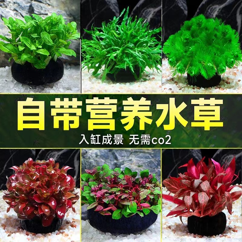 任选三坨送随机一坨   新手水草营养底座