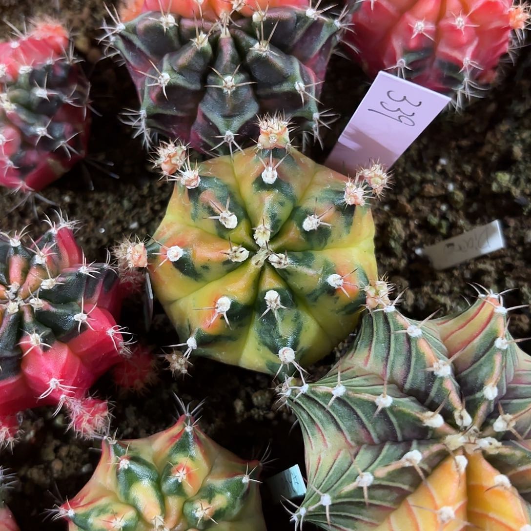 泰国米哈339-0127