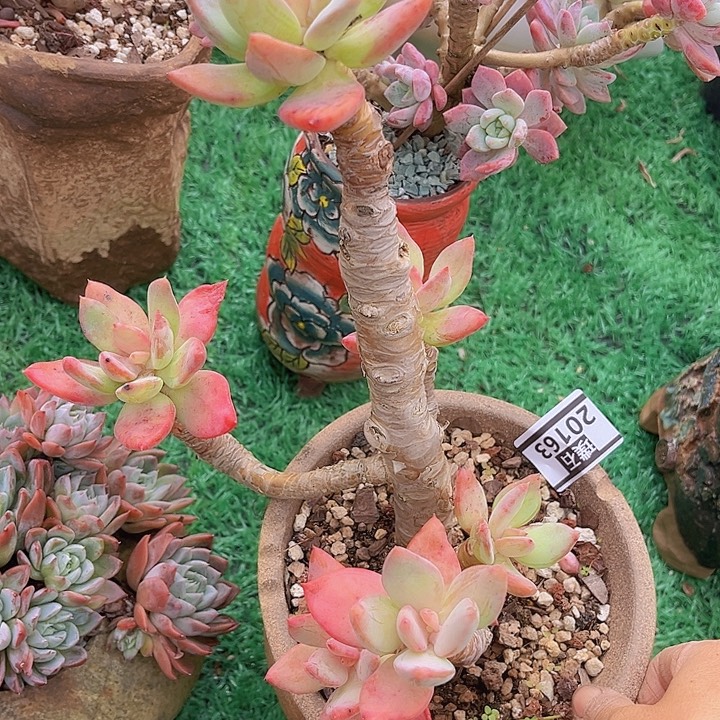 芒果美人20163多肉植物