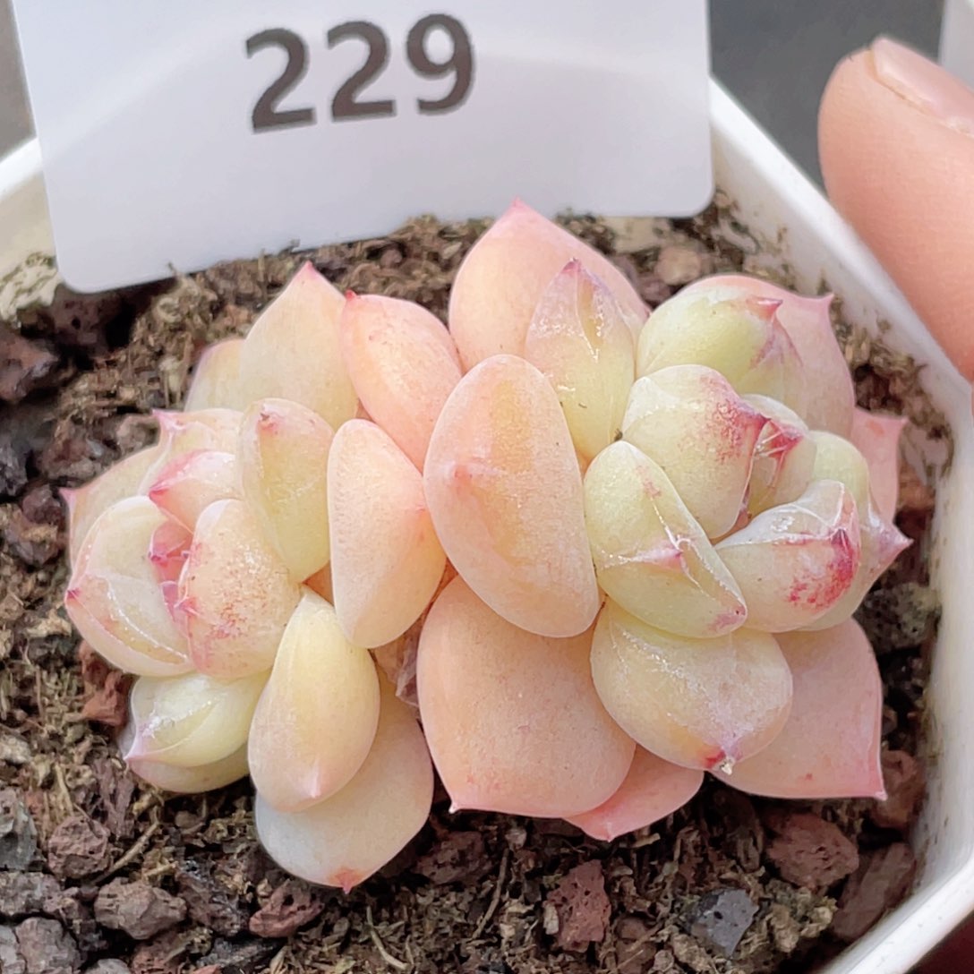 229号糖心冰心珍妮