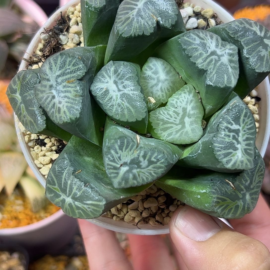 巨花母本十二卷多肉植物