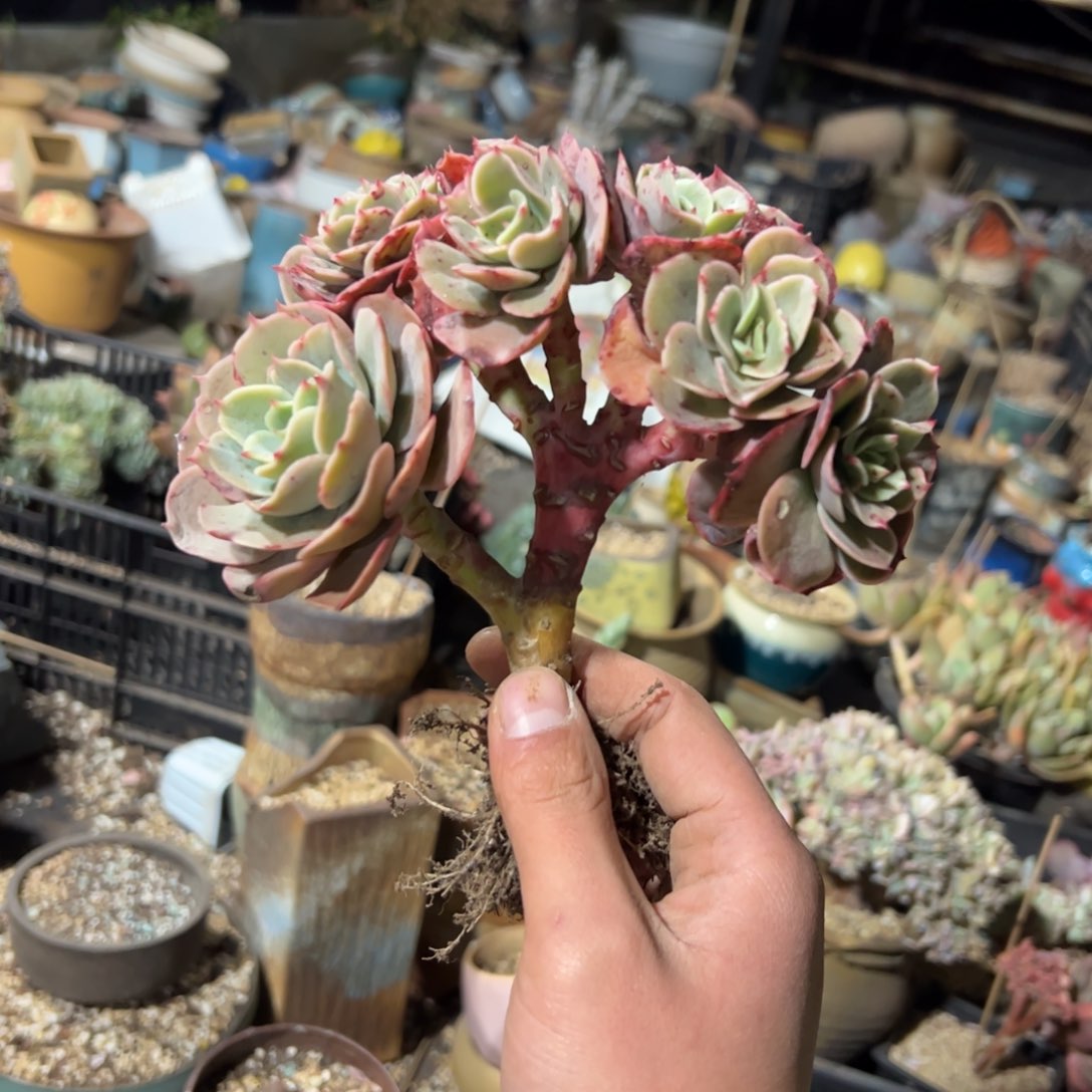 白雪公主48 零零多肉植物