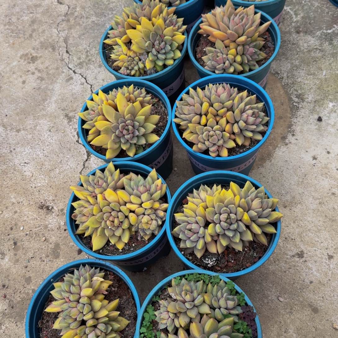 H***．10颗象牙不包损多肉