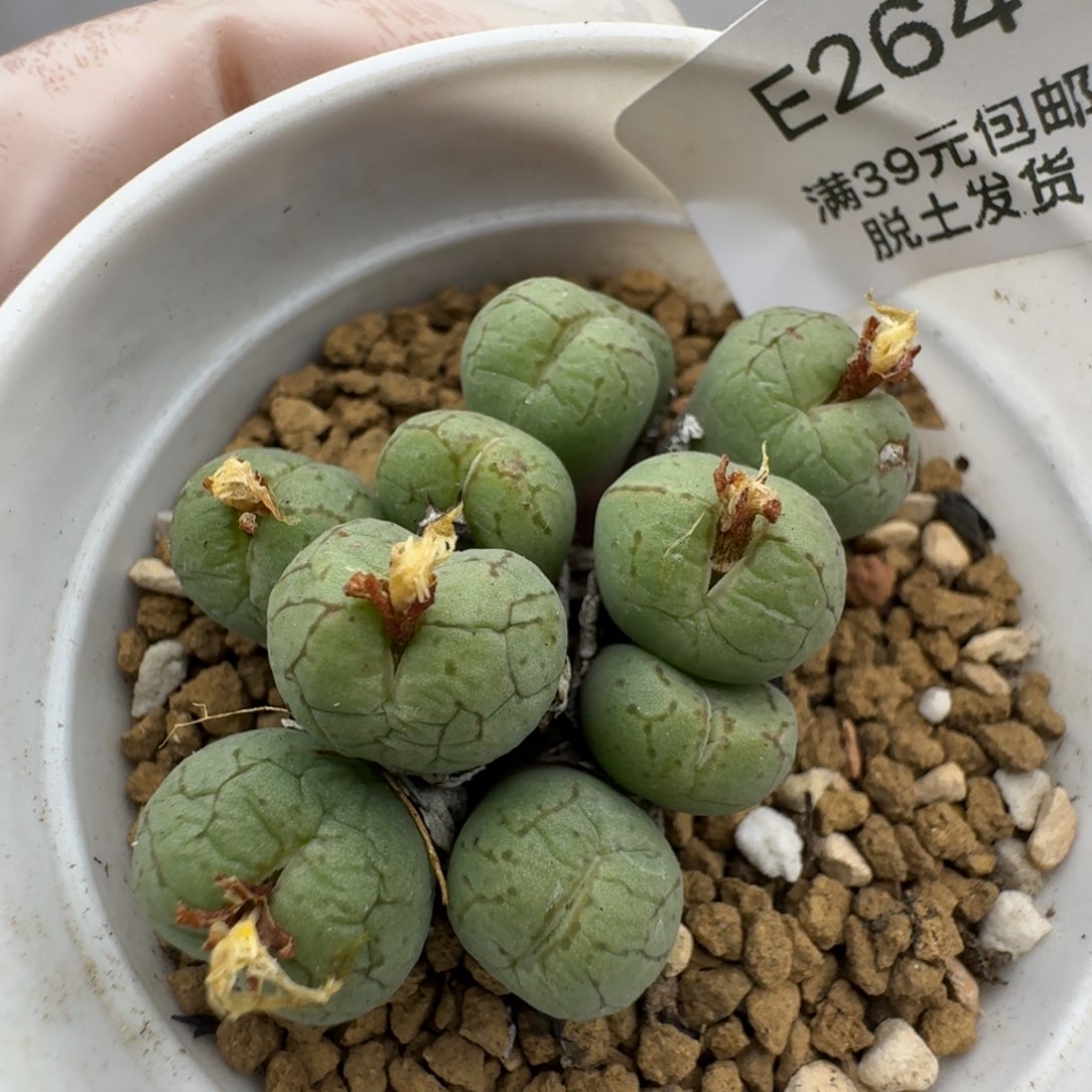 264多肉哈哈哈哈哈哈哈哈