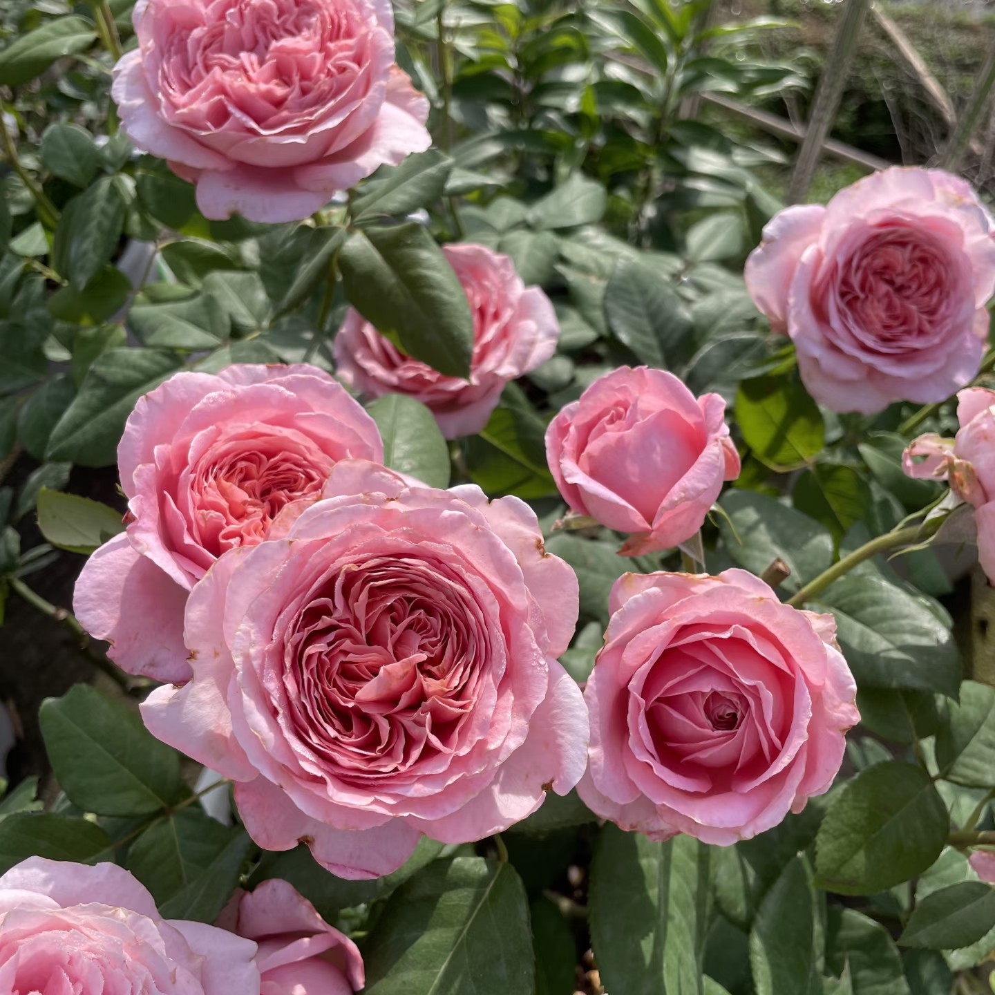 安索菲比克/安索菲碧克   灌木月季 中香 耐热品种（1+根接土球）