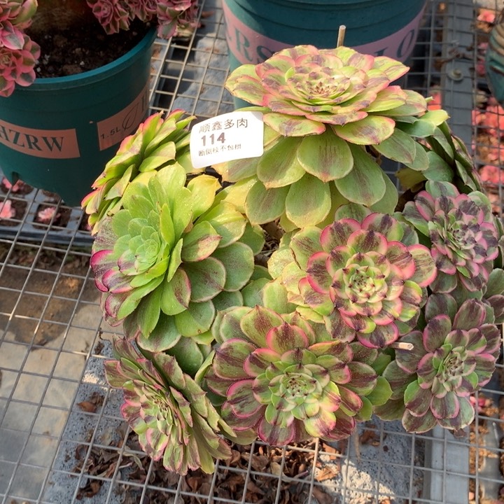 114粉黛多肉特价有断头不包损