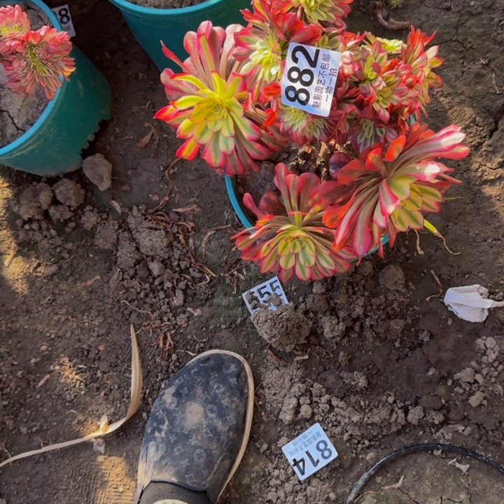 舞天姬花29-35包邮花花