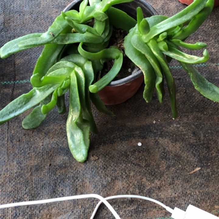 佛手托金一物一拍000