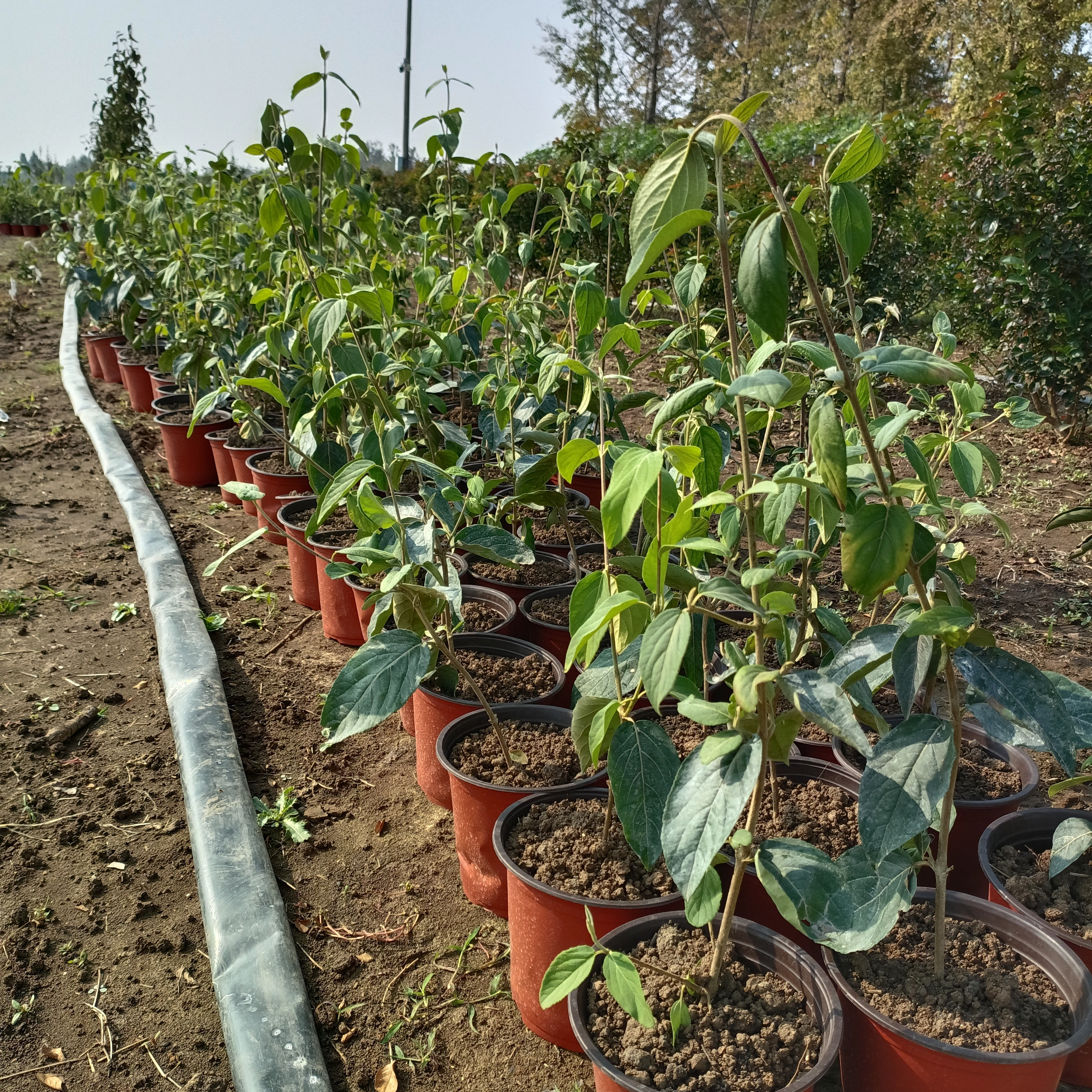 中华木绣球99庭院阳台种植原生扦插苗