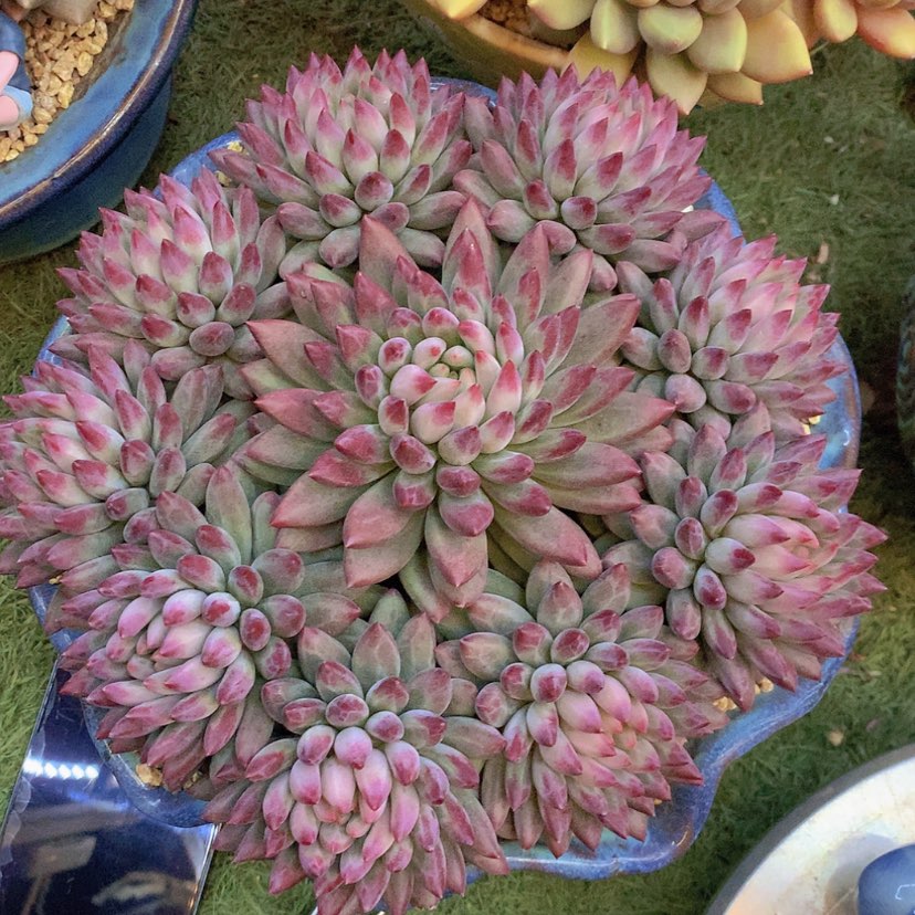 【闪购商品】紫体与美人