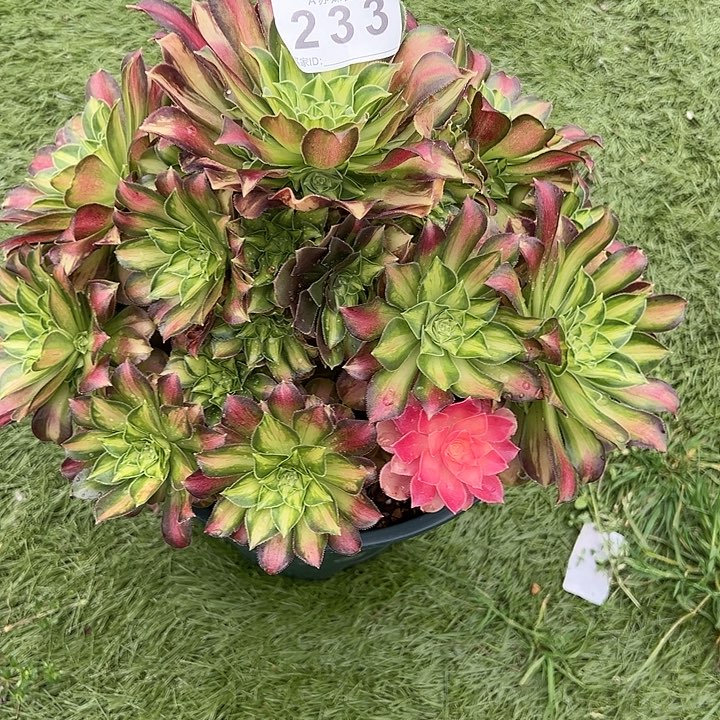 233韶华多肉植物