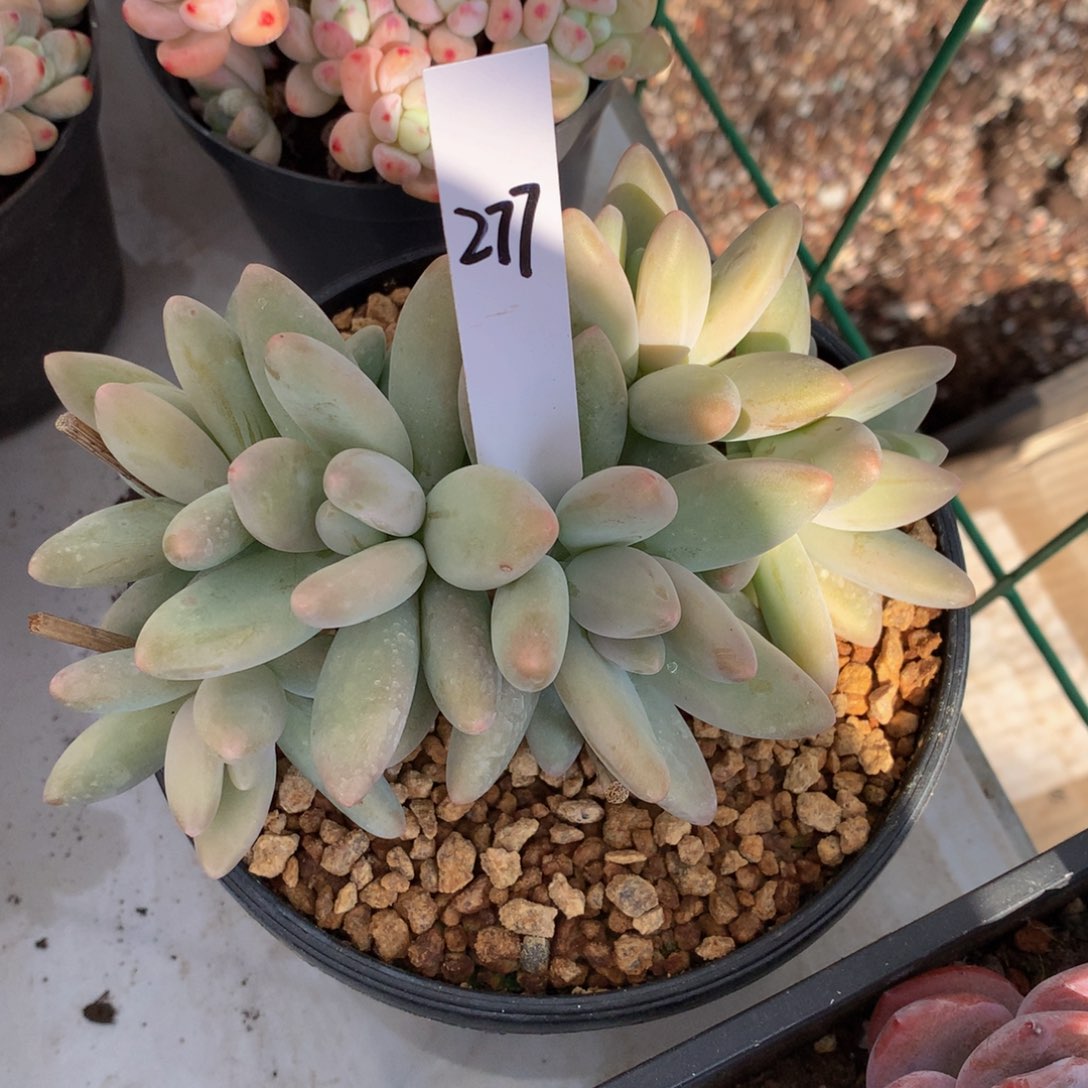 白兰地7272727373773