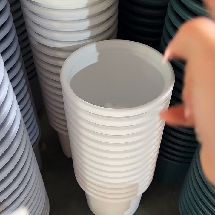 四季6号纯白无托10个特价微瑕