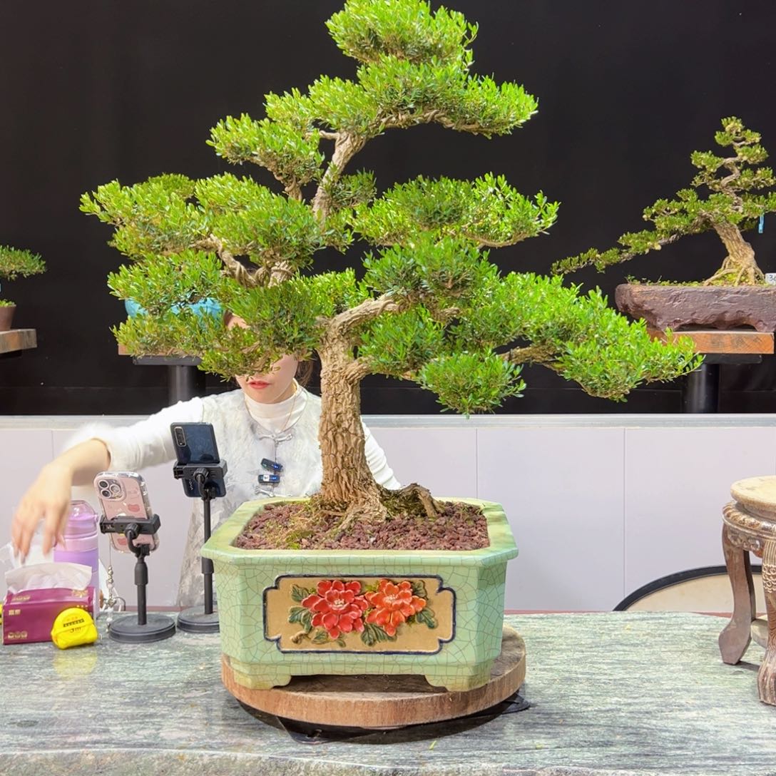 四季常青老桩黄杨盆景こ****e