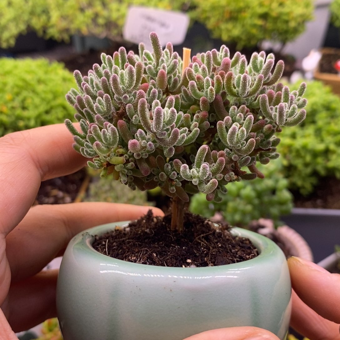 679冰晶。     带盆。 