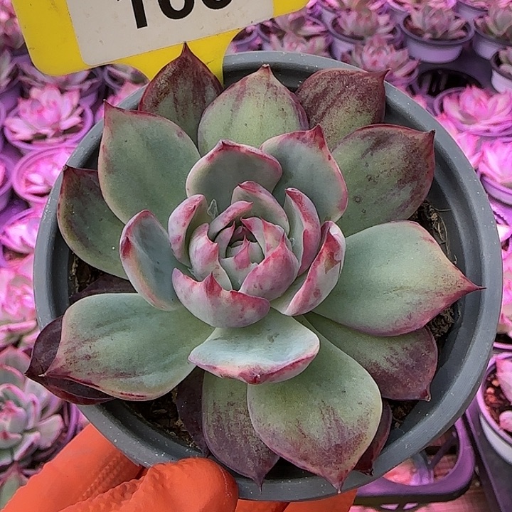 166 惊鸿仙子多肉植物6-9cm