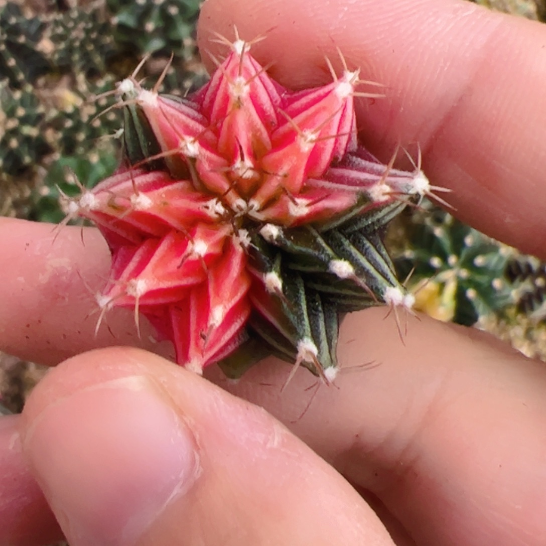 当前无花栽培后可以开花839