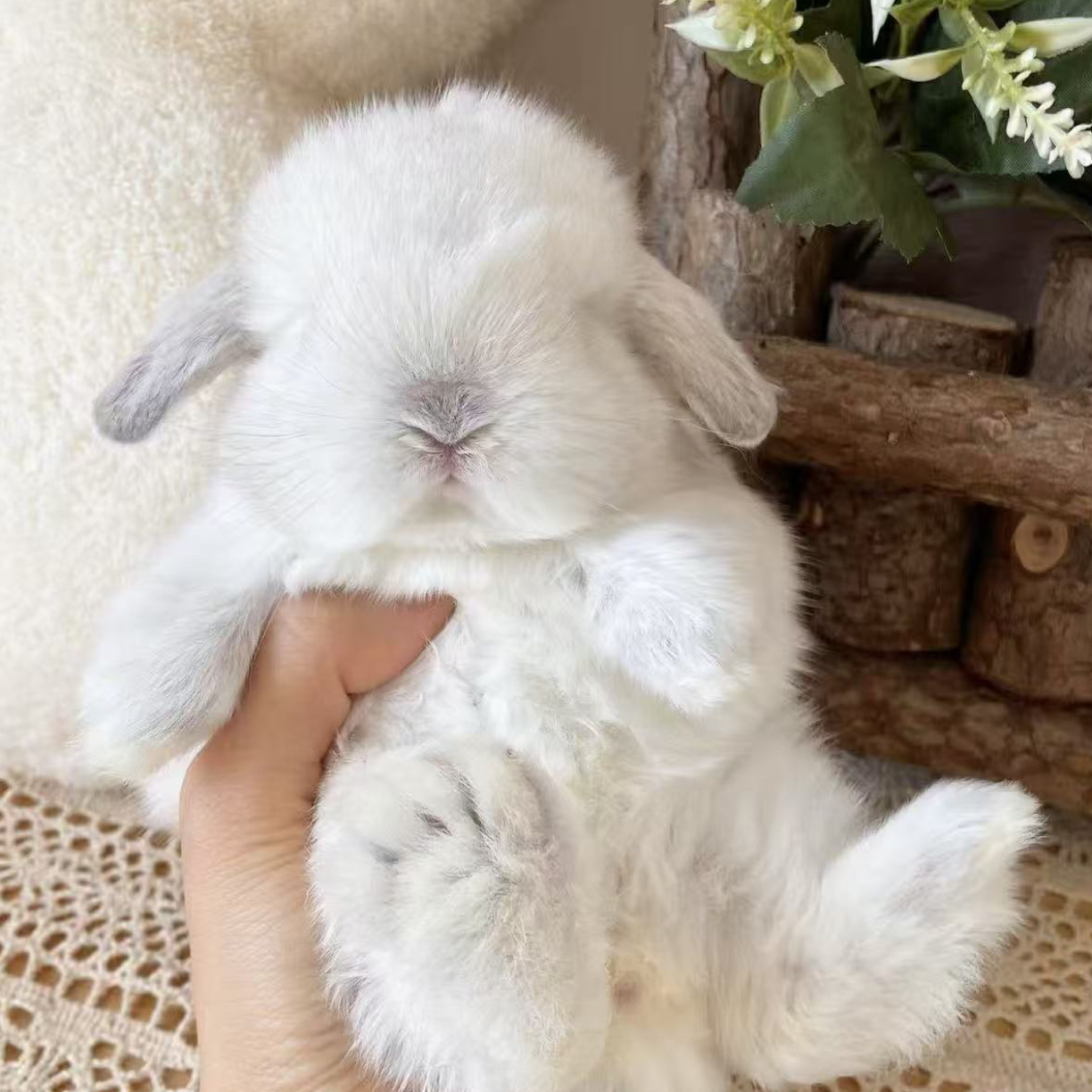 小兔子侏儒兔长不大迷你小型公主荷兰垂耳兔小白兔家养宠物兔