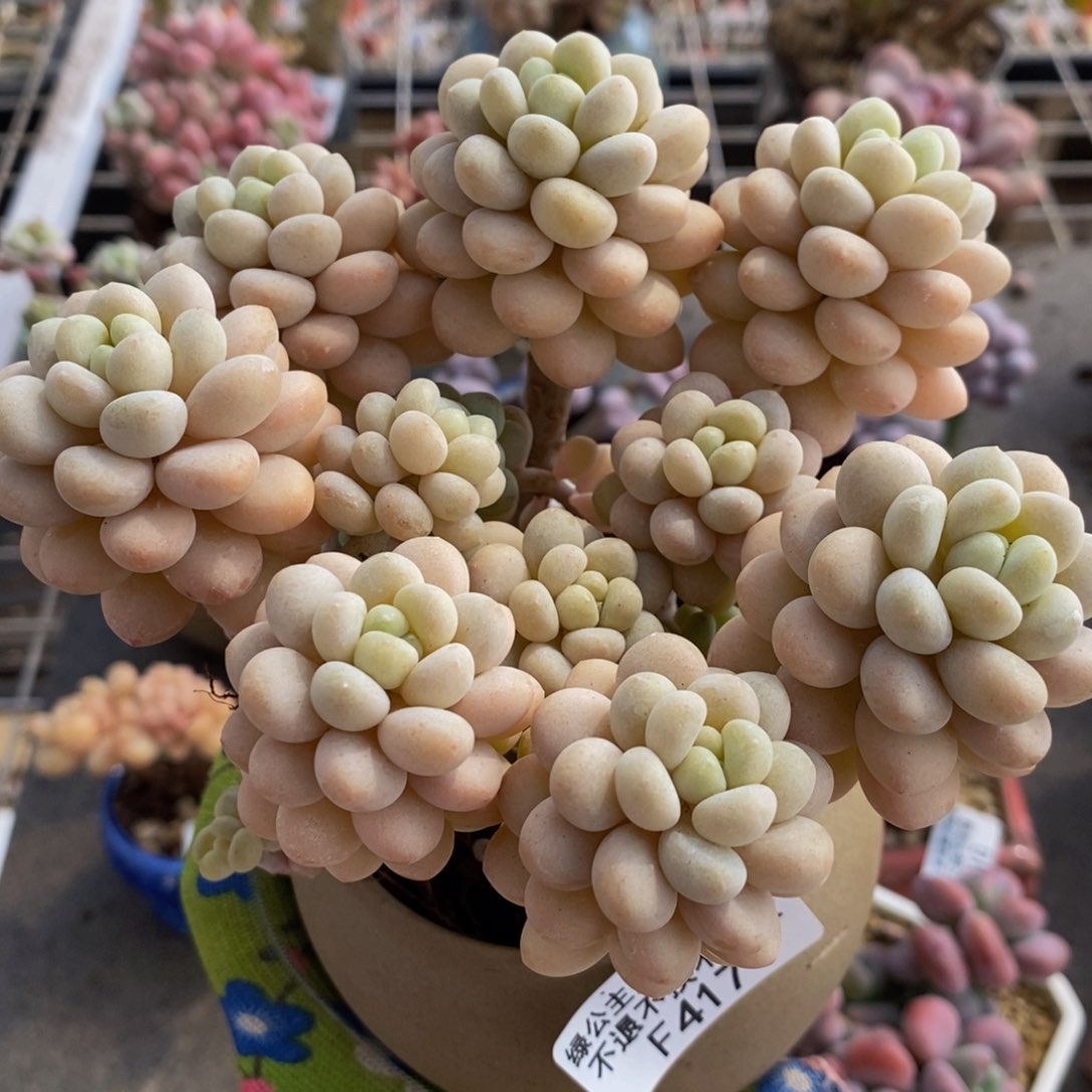 洛可可417/10cm多肉