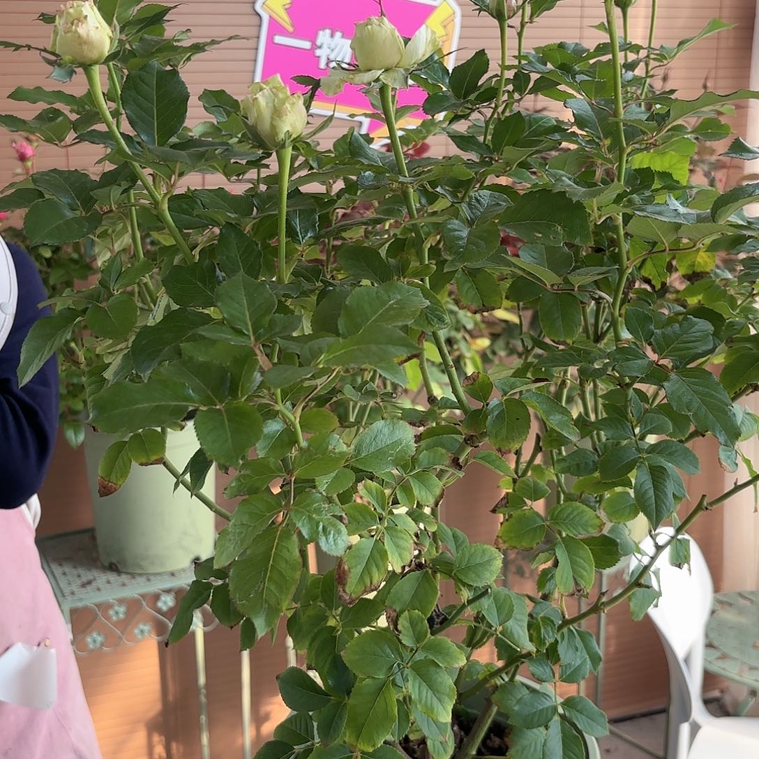 保***面戴维3加仑根接苗子