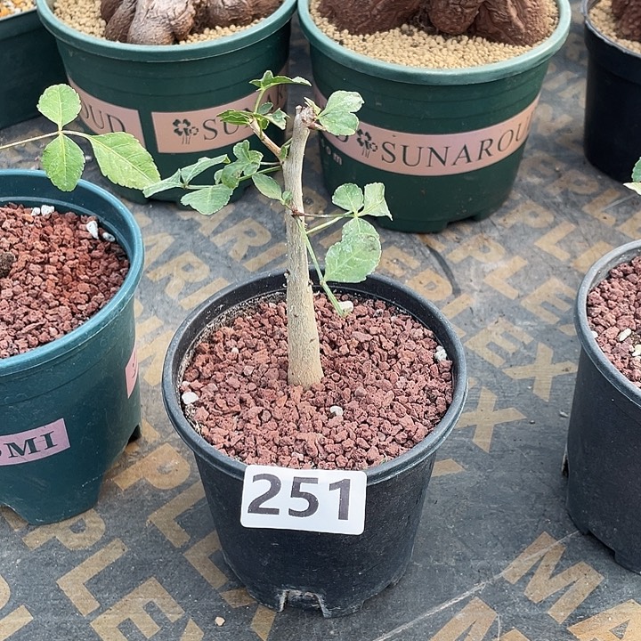 左***右251小圆叶芳香橄榄