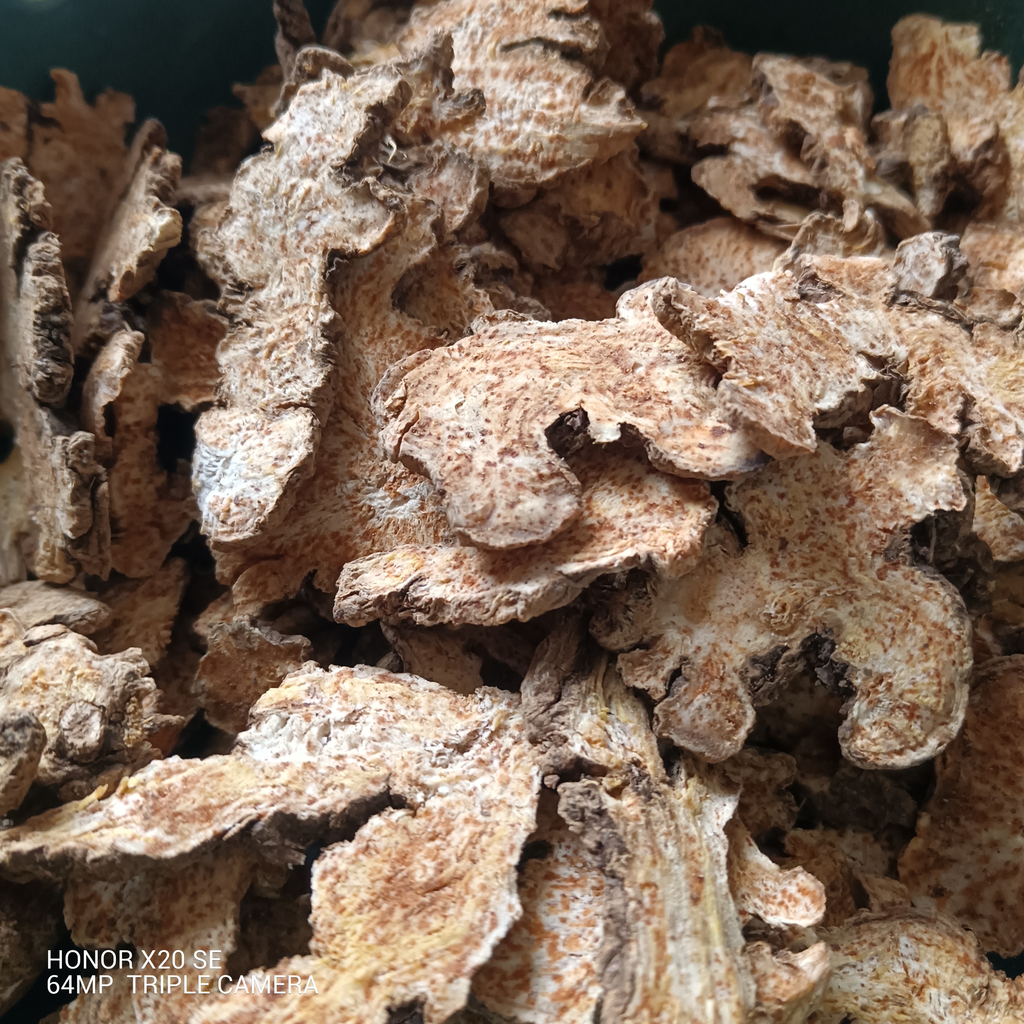 甘肃非种植苍术250g～500g包邮