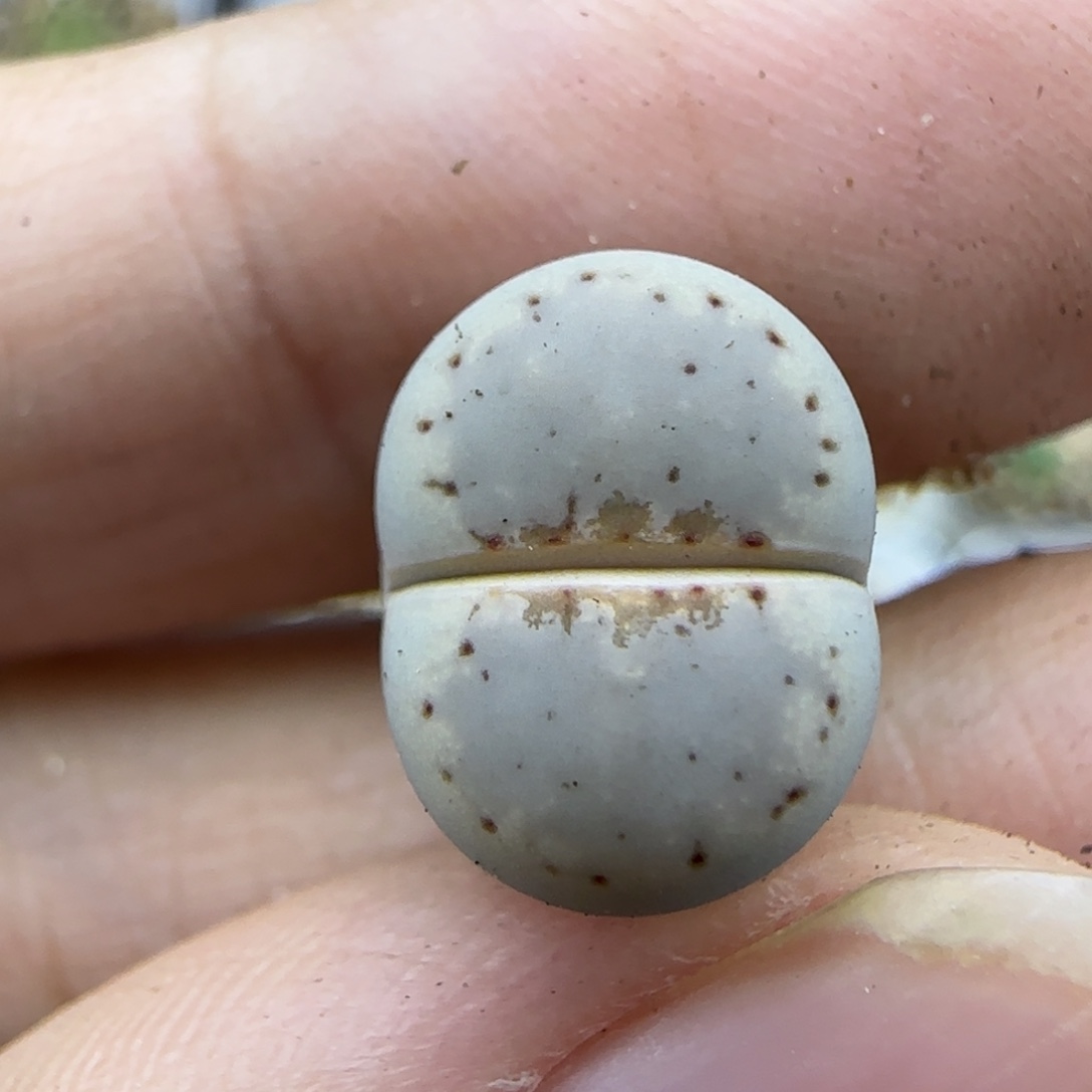 09白唇饼干清框福利大棚直播30包邮