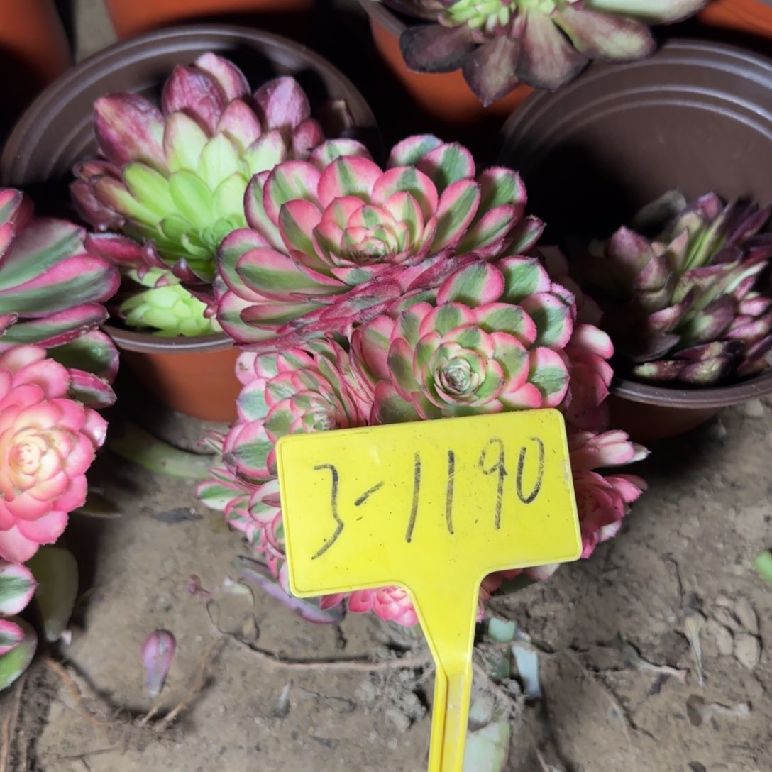 3-11190---多头多肉荔枝多肉