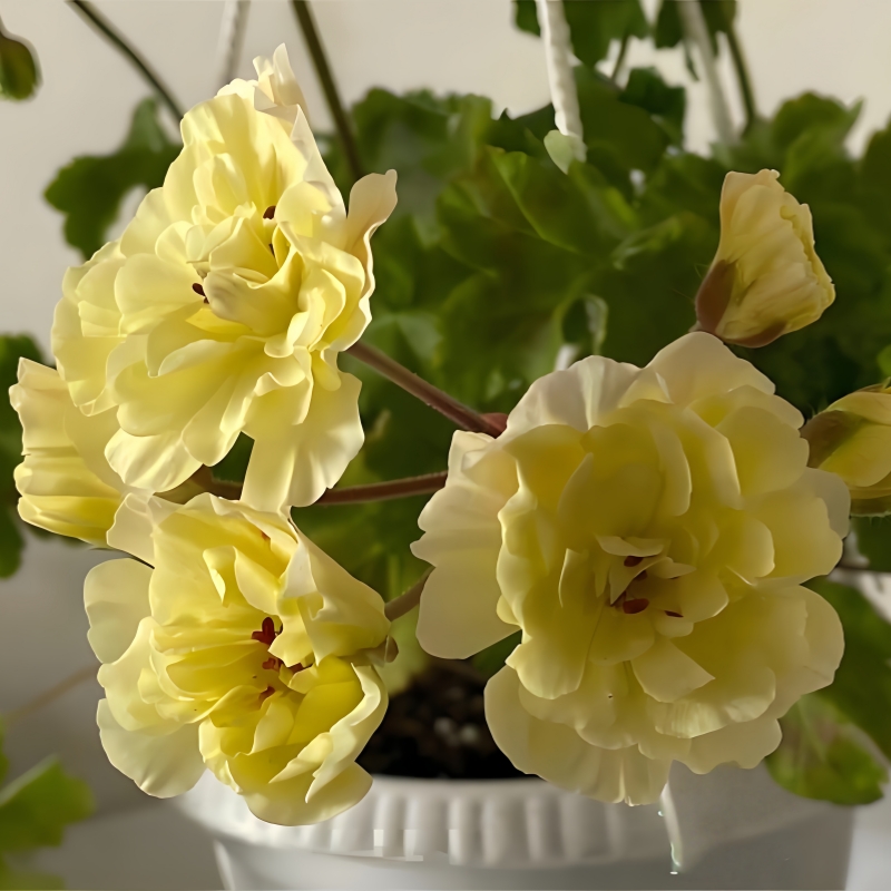 【劳拉瓦尔玛兽系】直立 无花苞 天竺葵原盆土开花大球重瓣包对版