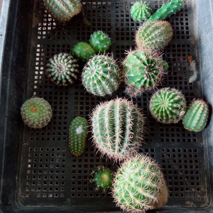 58框拍歪虫咬小无根侧芽无售后