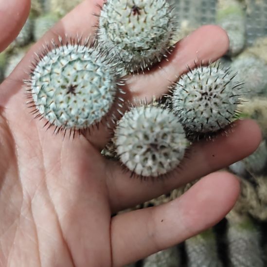 直刺佩雷，实生侧芽自根