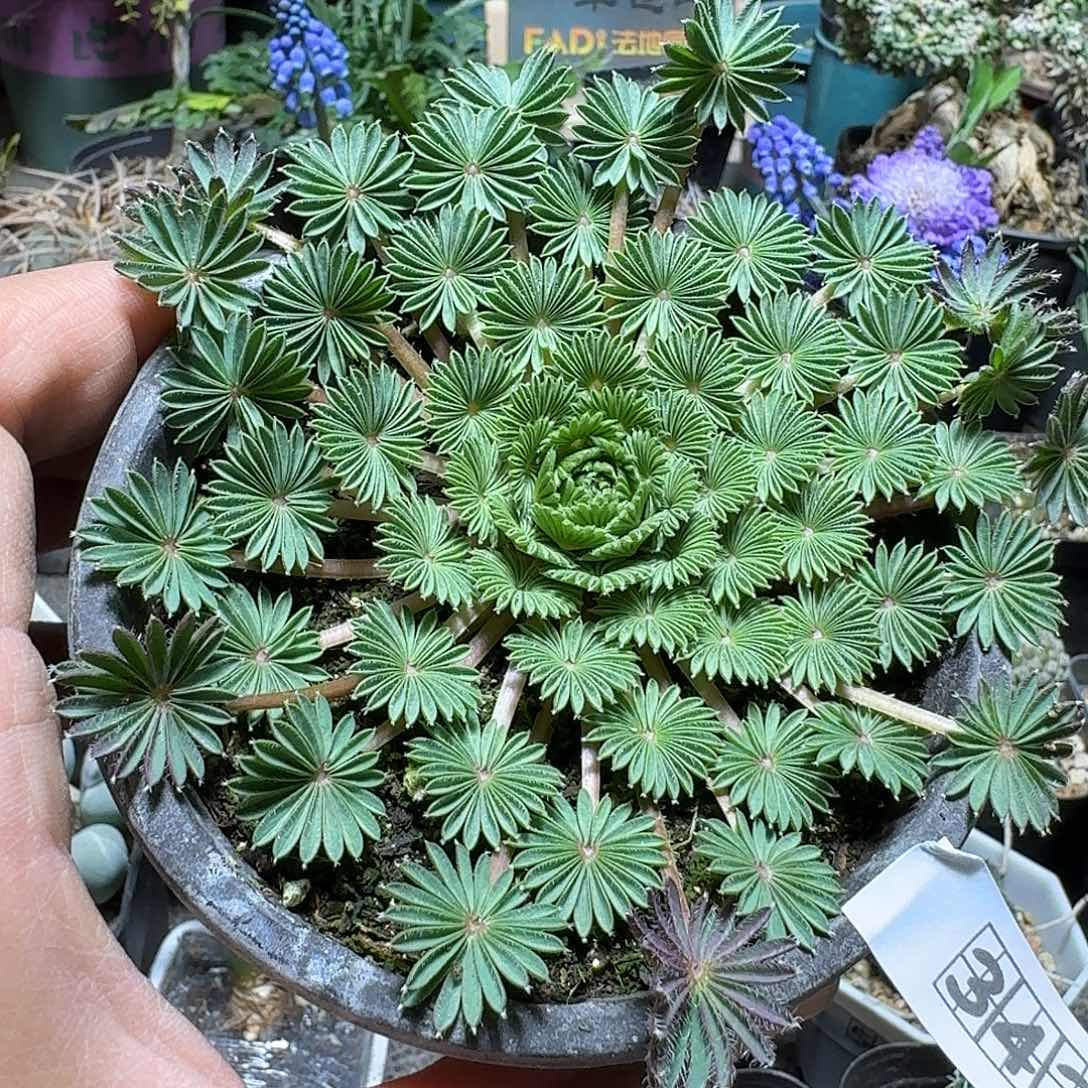 343棕榈酢浆草带盆发货