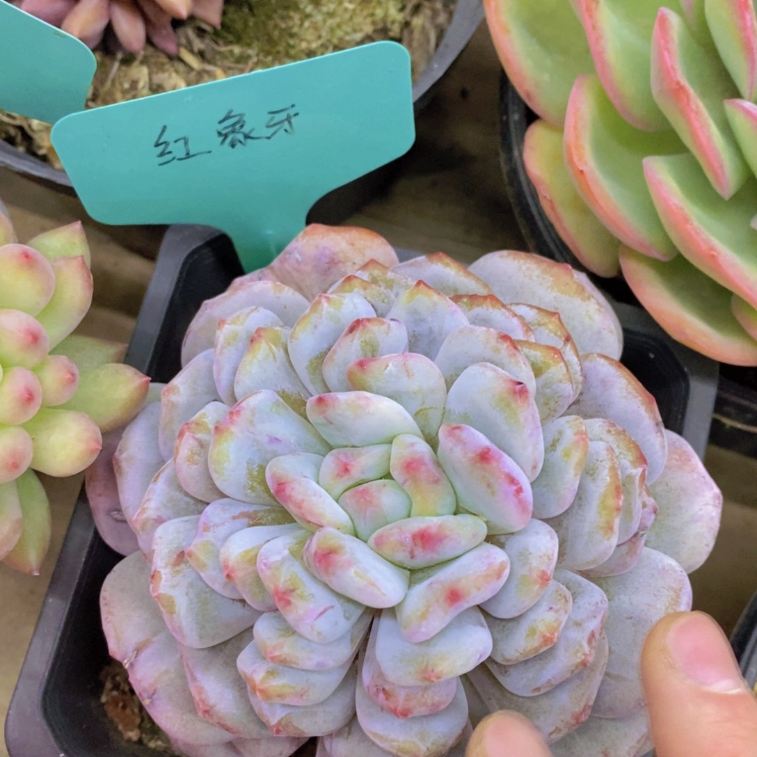 活动专场第一场，5送1