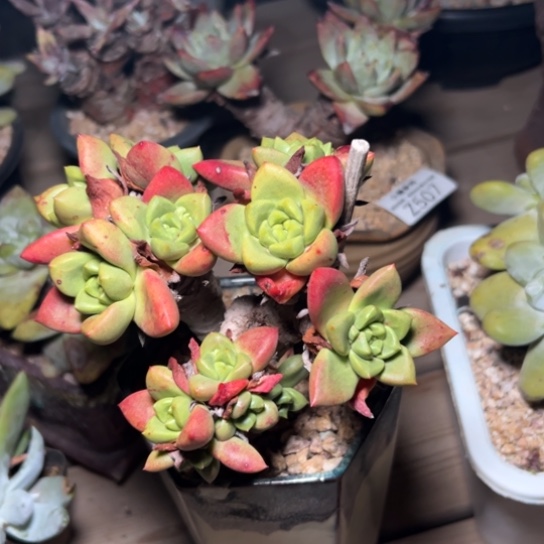 汤****✨谢谢姐姐～一物一拍3482