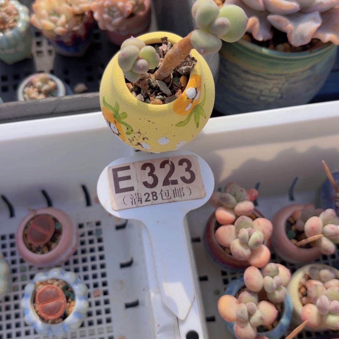 E323萤火虫奶酪一物一拍