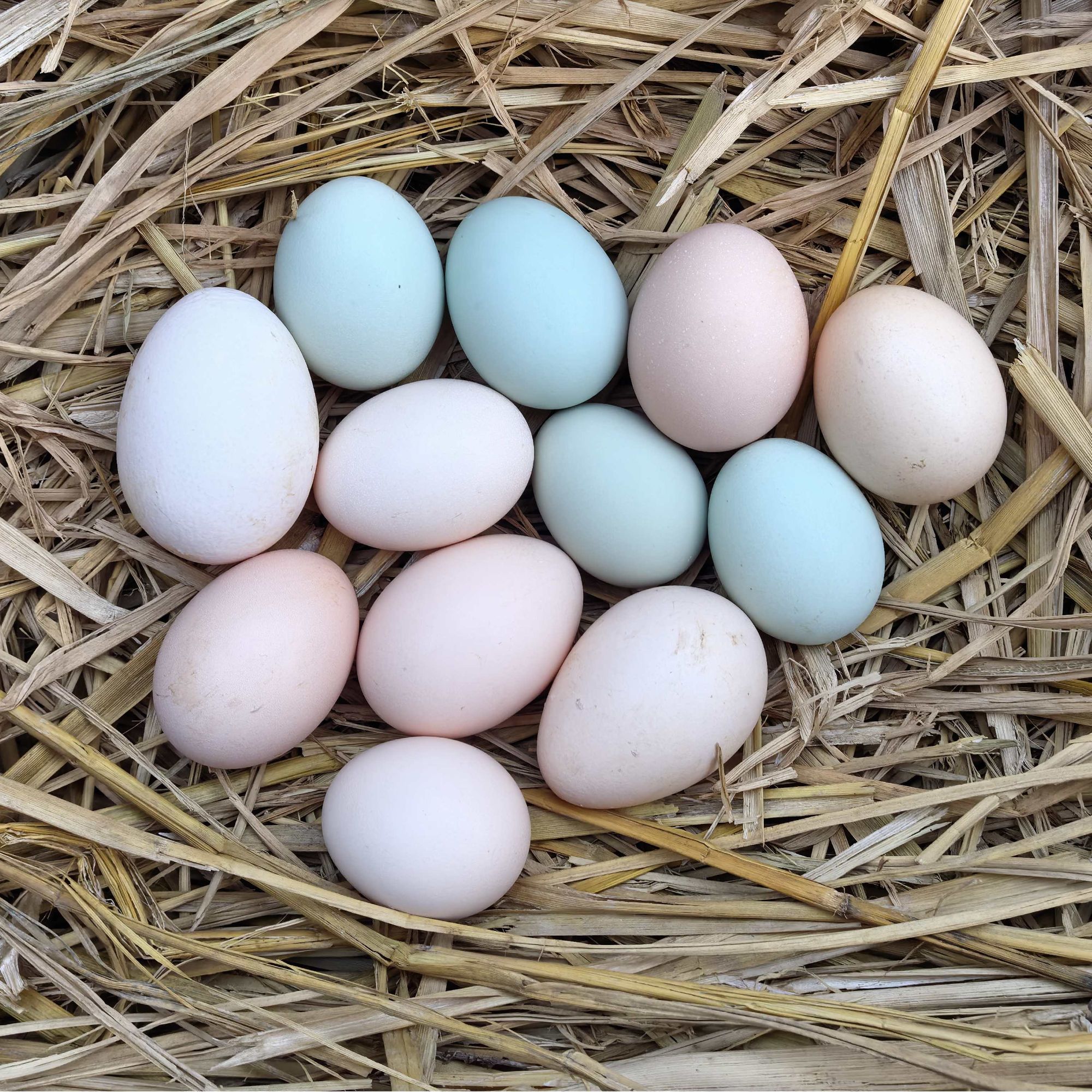 天水传统纯粮食散养土鸡蛋与乌鸡蛋混合装新鲜美味50枚装