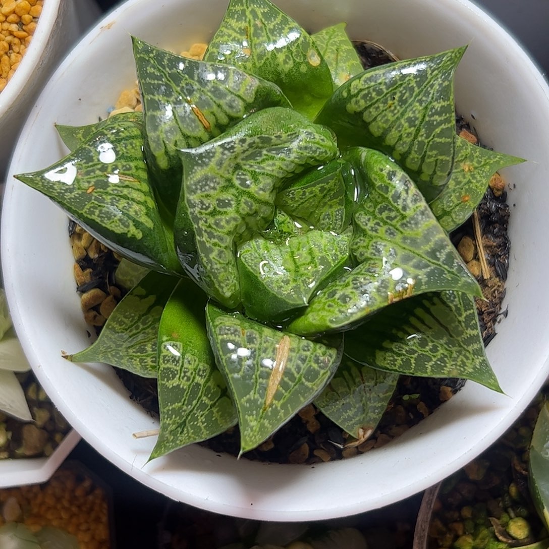 巨大化唐草母本十二卷