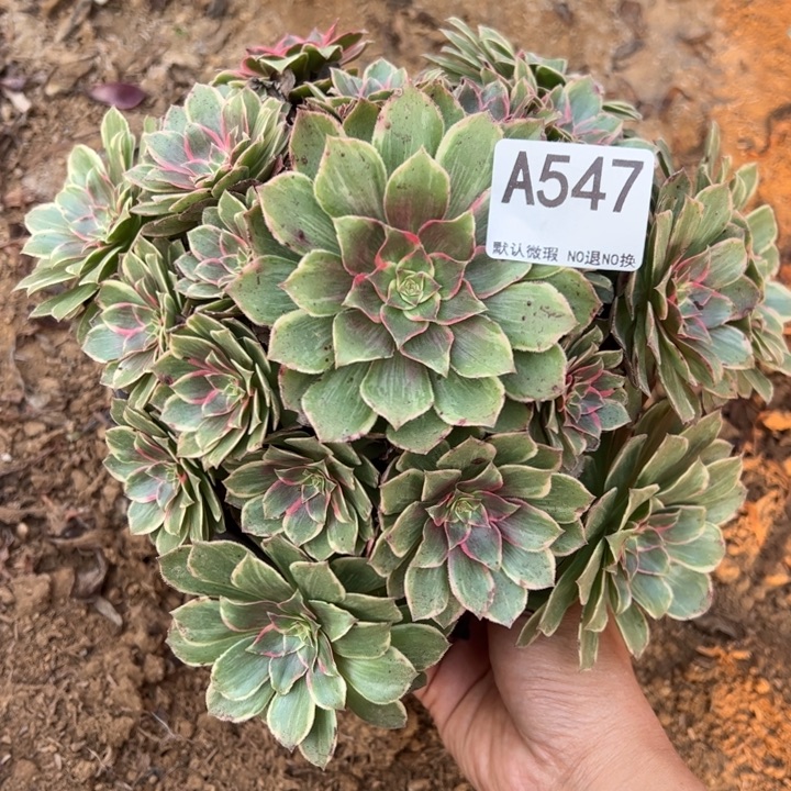 莲花座微瑕多肉植物547.