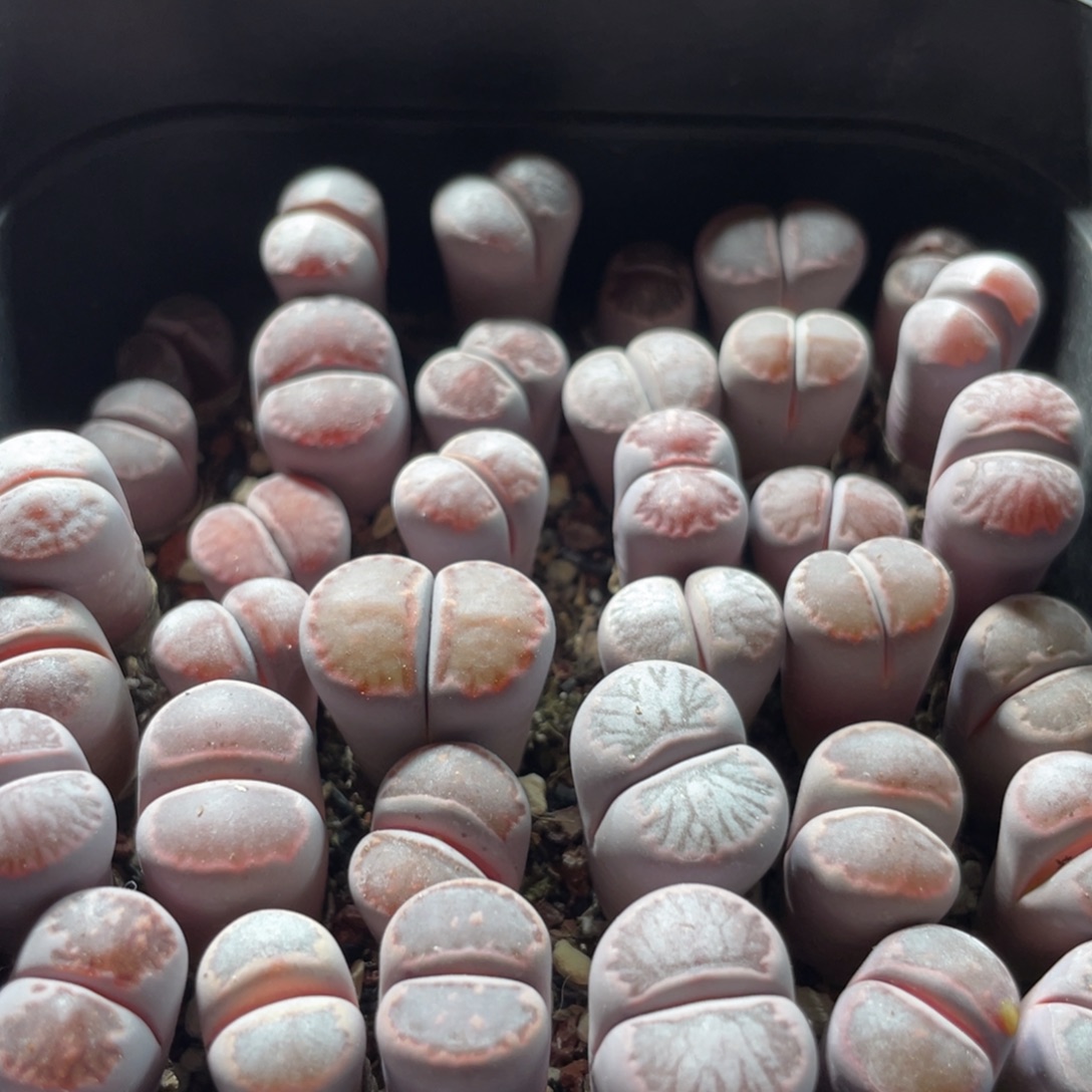 大盆特价一物一拍～10