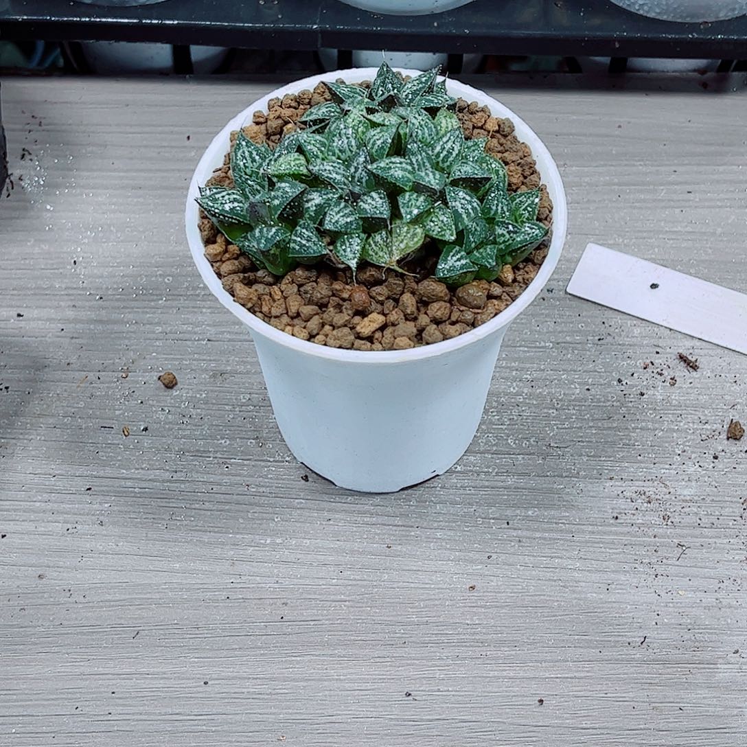雪景色玉露一勿一拍