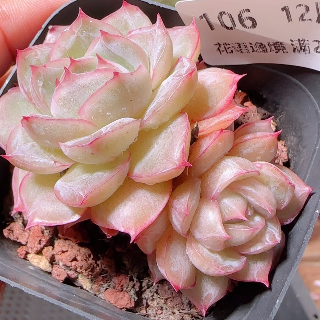 花语多肉1206-106希纳