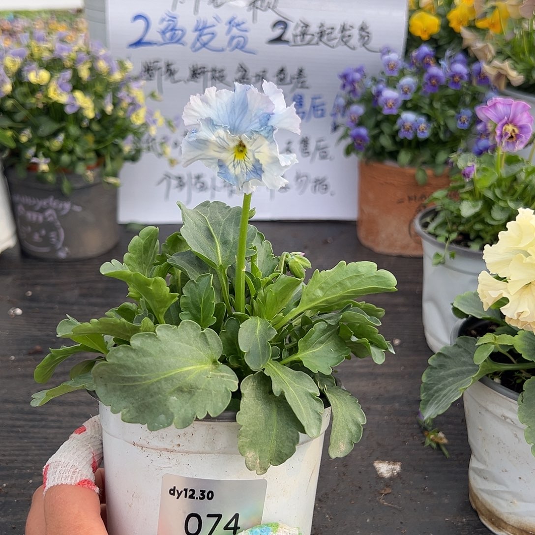 当前无花朵，栽培后可花朵74号