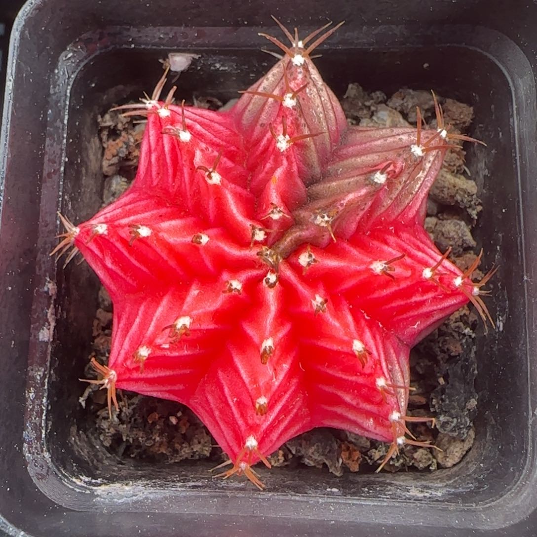 从前慢花园精选多肉肋骨牡丹3