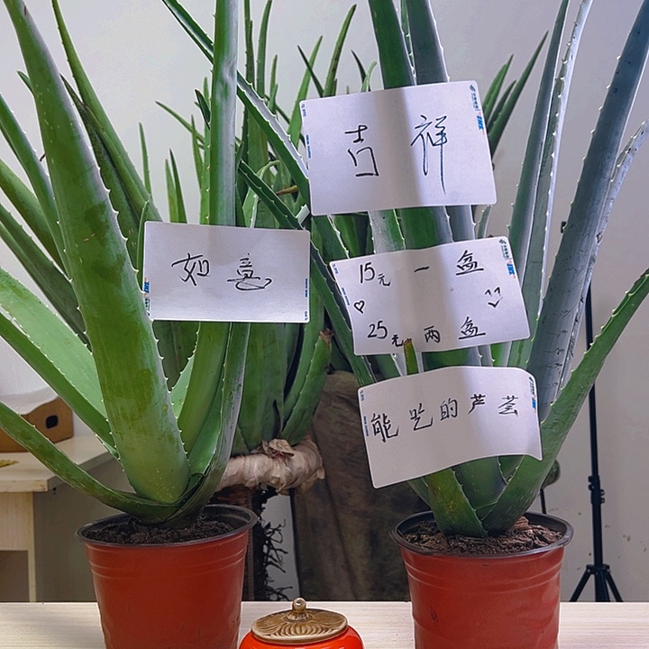 2盆芦荟盆栽，2袋肥料