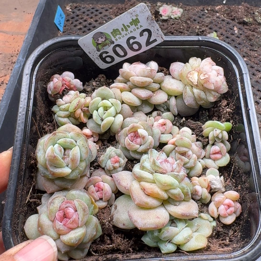 多肉植物多肉植物