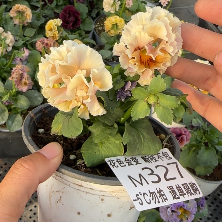 宝***°无花朵M327角堇小苗一物一拍默认苗晃