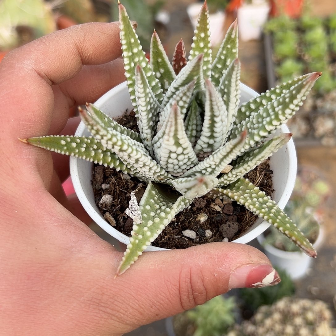 多肉植物天使之泪